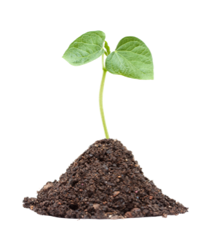 Seeds